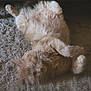 cat, ginger_cat, fluffy, relaxed, lying_down, carpet, indoor, pet, feline, fur, whiskers, sleepy, cozy, cute, animal, mammal, domestic, resting, paws, soft