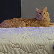 El Jefe is registered to the contest to win money with this photo: animal, bed, calm, cat, closeup, cozy, curious, domestic, feline, fluffy, furniture, indoor, lying_down, mammal, orange_cat, pet, portrait, quilted_bedspread, relaxed, resting