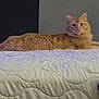 animal, bed, calm, cat, closeup, cozy, curious, domestic, feline, fluffy, furniture, indoor, lying_down, mammal, orange_cat, pet, portrait, quilted_bedspread, relaxed, resting