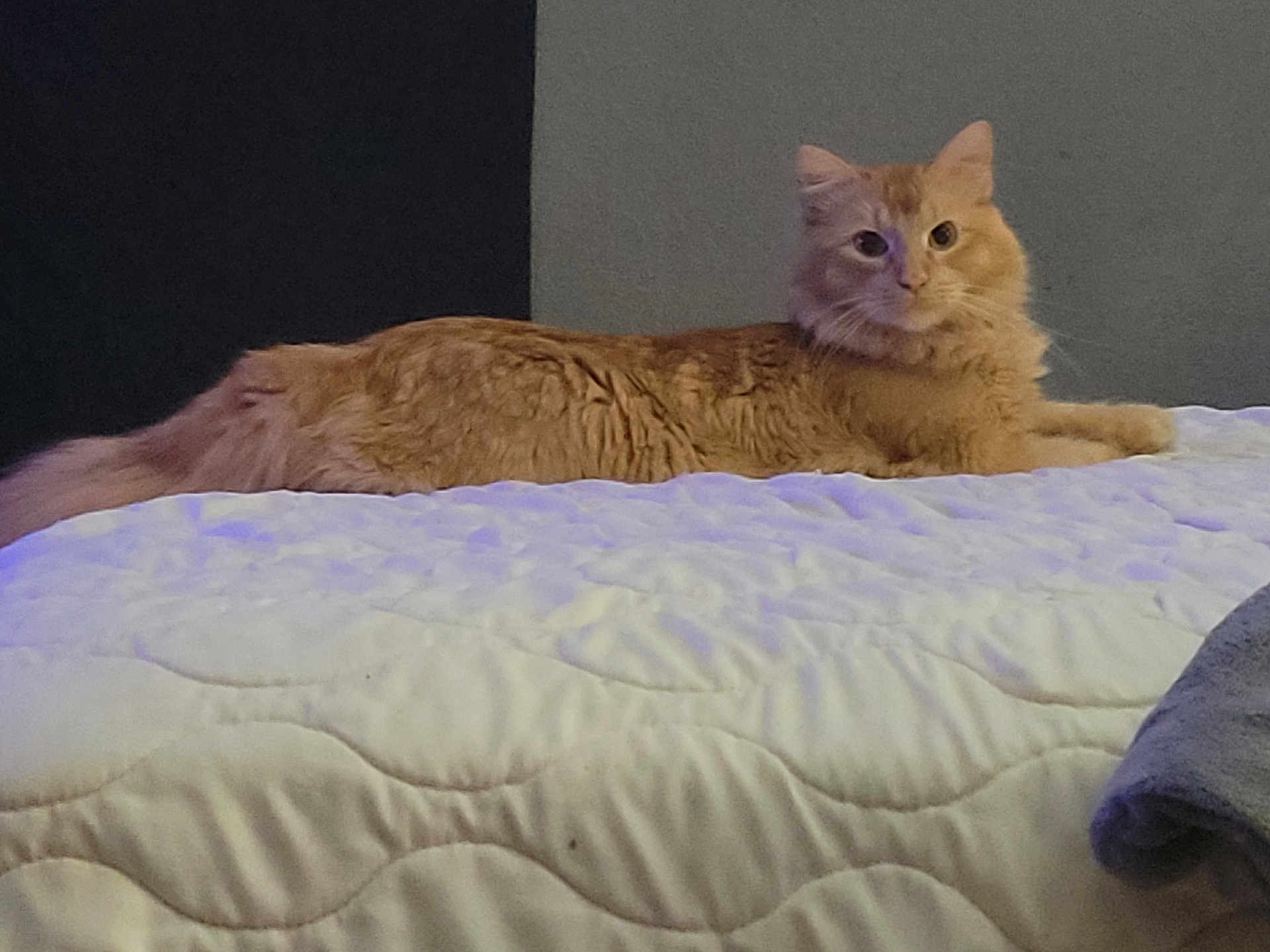 El Jefe is registered to the contest to win money with this photo: animal, bed, calm, cat, closeup, cozy, curious, domestic, feline, fluffy, furniture, indoor, lying_down, mammal, orange_cat, pet, portrait, quilted_bedspread, relaxed, resting