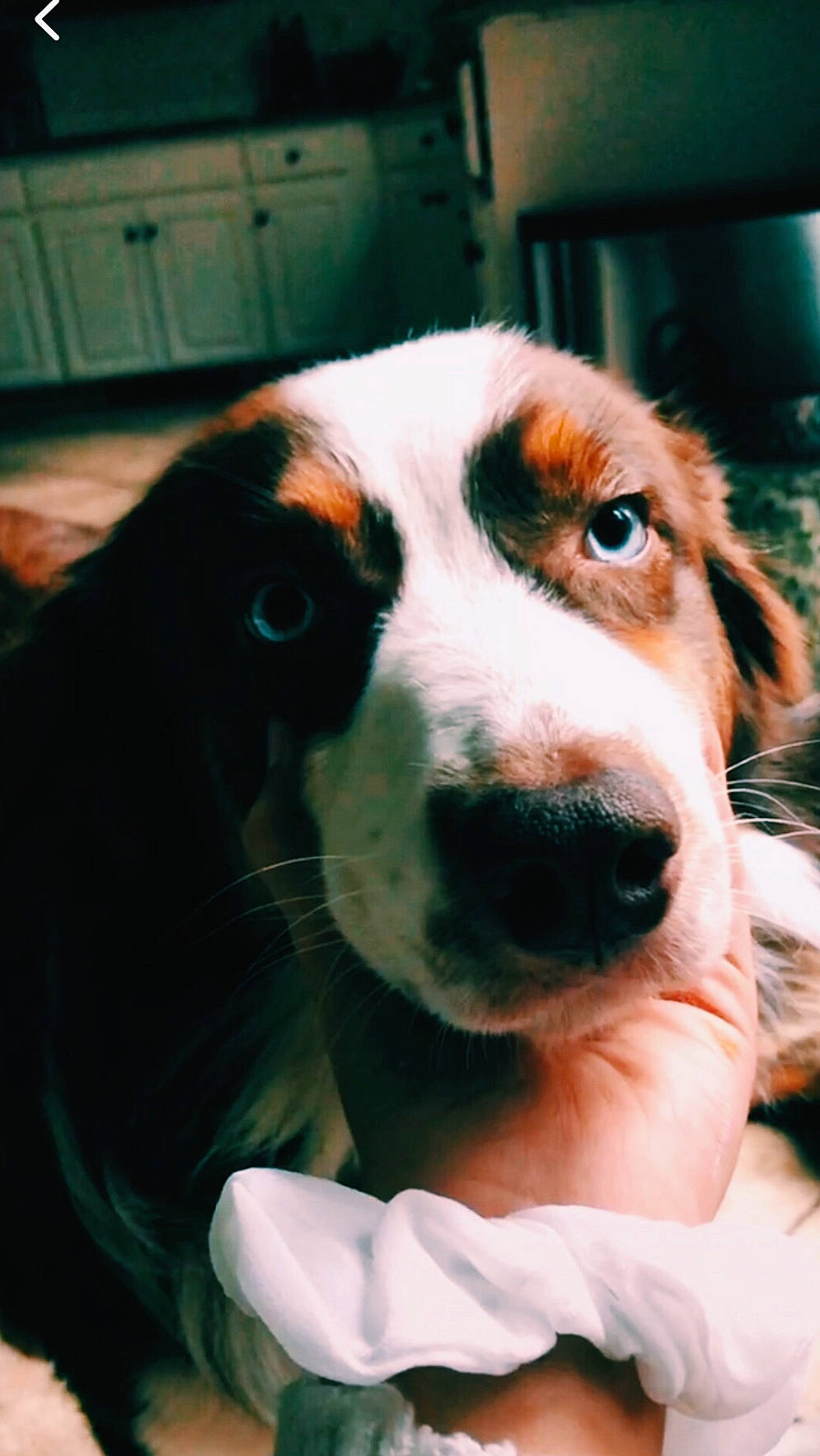 Bella is registered to the contest to win money with this photo: canidae, carnivore, companion_dog, dog, dog_breed, ear, eye, mammal, nose, puppy, rare_breed_dog, snout, sporting_group, vertebrate, whiskers