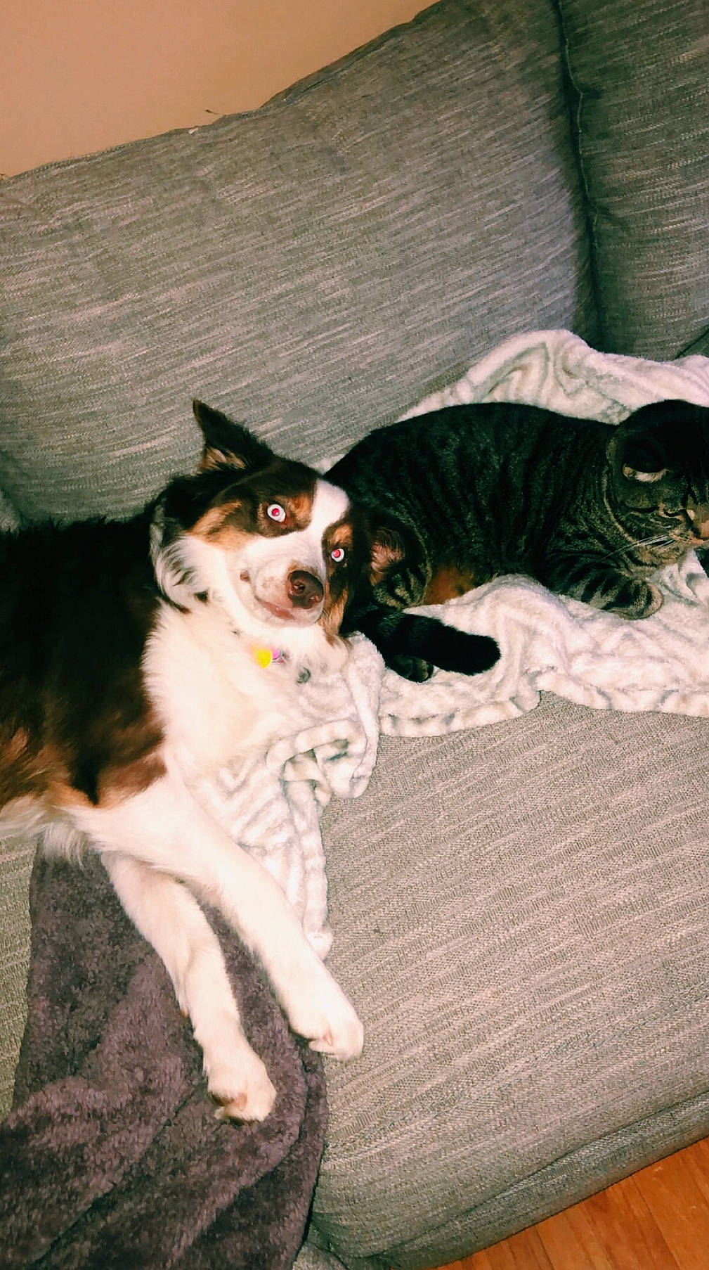 Bella joined the competition — help win amazing prizes! australian_shepherd, canidae, carnivore, cat, companion_dog, dog, dog_breed, domestic_short_haired_cat, european_shorthair, felidae, kitten, mammal, small_to_medium_sized_cats, sporting_group, tail, vertebrate, whiskers