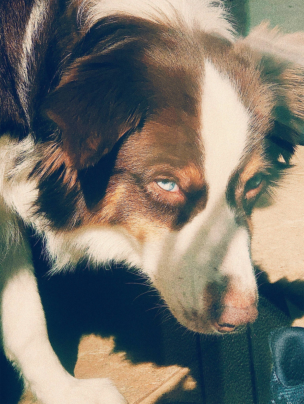 Bella is registered to the contest to win money with this photo: border_collie, canidae, carnivore, companion_dog, dog, dog_breed, eye, fur, mammal, nose, puppy, snout, sporting_group, vertebrate, whiskers
