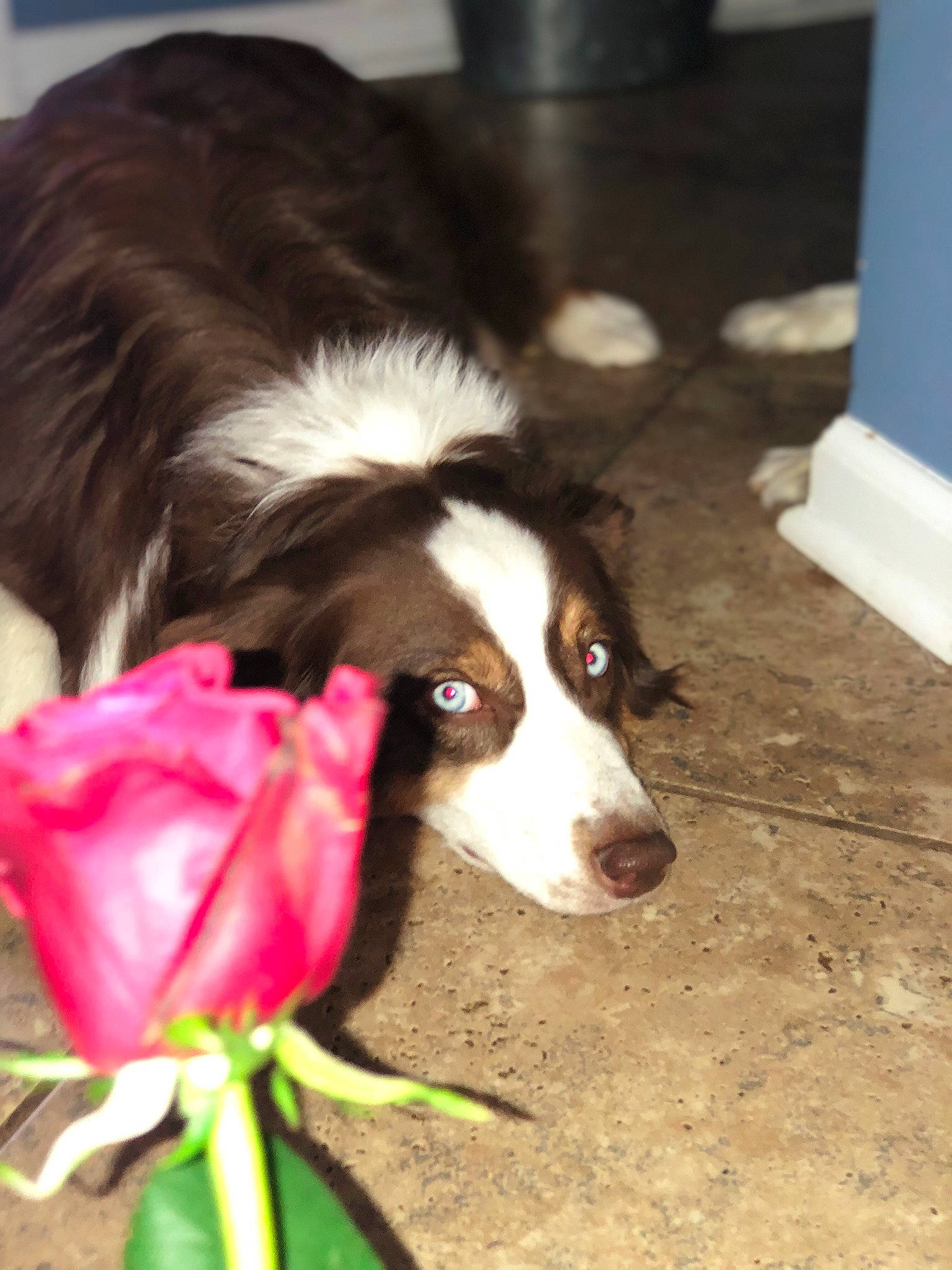 Bella is registered to the contest to win money with this photo: australian_collie, border_collie, canidae, carnivore, companion_dog, dog, dog_breed, english_shepherd, herding_dog, mammal, mcnab, sporting_group, vertebrate, welsh_sheepdog, working_dog