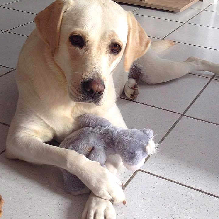 Gribouille a rejoint le concours — aidez-le/la à gagner de superbes lots ! dog, labrador_retriever, stuffed_toy, toy, indoor, floor, tile_floor, pet, animal, paw, cute, calm, resting, looking_at_camera, furniture, wooden_furniture, home, domestic, companion, play