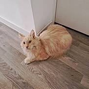 Ultron participe au concours pour gagner de l'argent avec cette photo : cat, ginger_cat, fluffy, indoor, wooden_floor, flooring, corner, wall, curious, pet, animal, domestic, feline, looking, sitting, calm, home, household, fur, ears