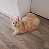 cat, ginger_cat, fluffy, indoor, wooden_floor, flooring, corner, wall, curious, pet, animal, domestic, feline, looking, sitting, calm, home, household, fur, ears