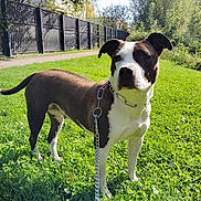 Misty a rejoint le concours — aidez-le/la à gagner de superbes lots ! dog, leash, grass, outdoor, sunlight, fence, tree, greenery, pet, canine, collar, nature, park, daylight, animal, mammal, standing, alert, white, brown