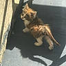 Athena participe au concours pour gagner de l'argent avec cette photo : kitten, cat, animal, pet, fur, shadow, sunlight, concrete, wall, curious, small, young, outdoor, playful, cute, domestic, feline, standing, adorable, fluffy