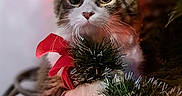 Athena participe au concours pour gagner de l'argent avec cette photo : adorable, animal, cat, christmas_hat, christmas_lights, closeup, cute, decorations, festive, fur, greenery, holiday, holiday_season, holiday_spirit, indoors, kitten, pet, pine_branches, red_bow, whiskers