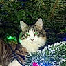 Athena a rejoint le concours — aidez-le/la à gagner de superbes lots ! animal, cat, celebration, christmas_tree, closeup, cute, decoration, festive, fluffy, fur, green_eyes, holiday_lights, nature, night, outdoor, pet, pine_needles, relaxing, tabby, whiskers