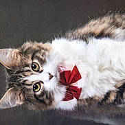 Athena participe au concours pour gagner de l'argent avec cette photo : cat, tabby, bow_tie, pet, feline, fluffy, cute, animal, portrait, indoor, whiskers, ears, eyes, fur, domestic_cat, mammal, looking, adorable, close_up, background