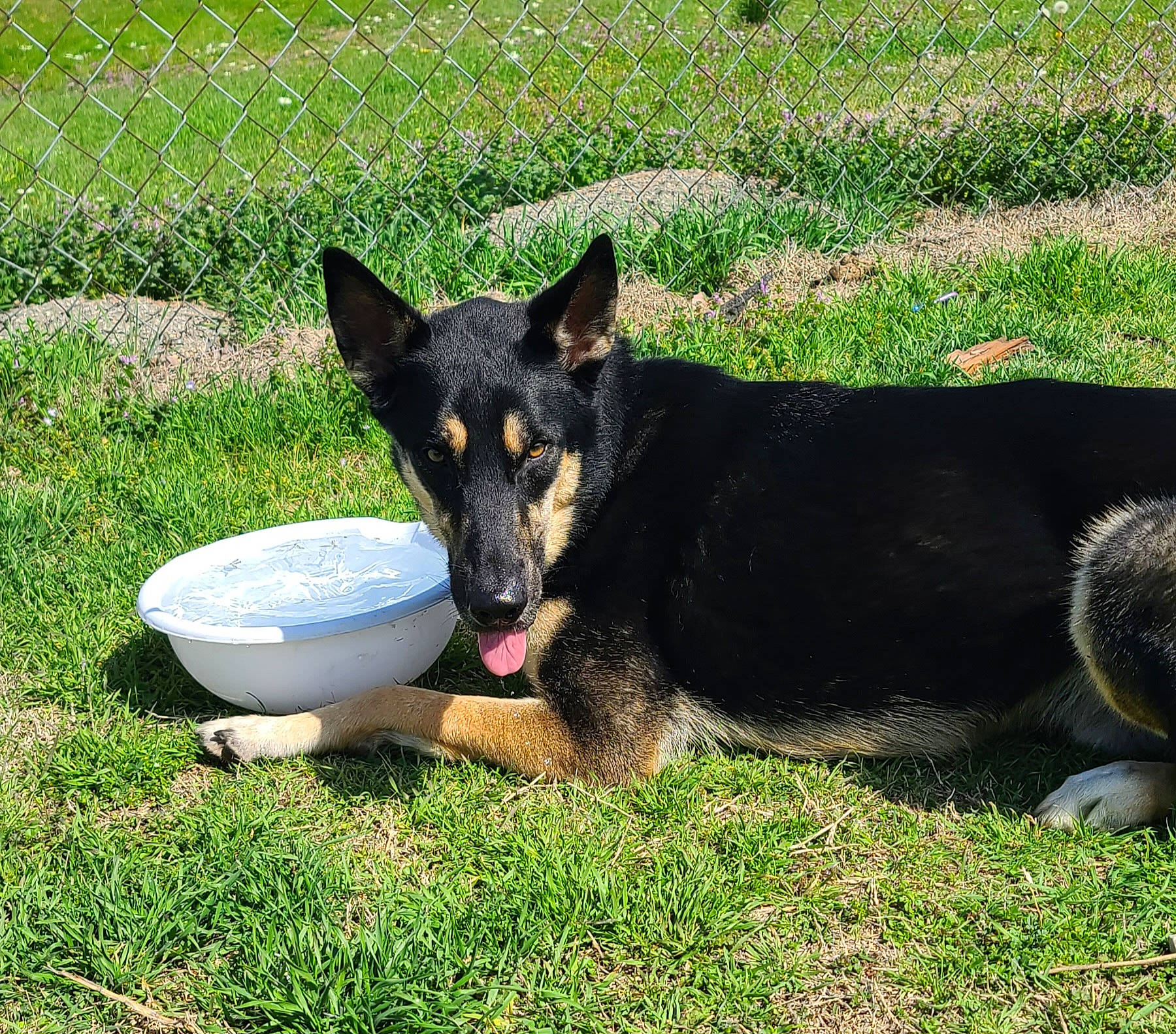 Dutch joined the competition — help win amazing prizes! canidae, carnivore, companion_dog, dog, dog_breed, grass, groundcover, herding_dog, mixing_bowl, plant, sporting_group, terrestrial_animal, working_animal, working_dog