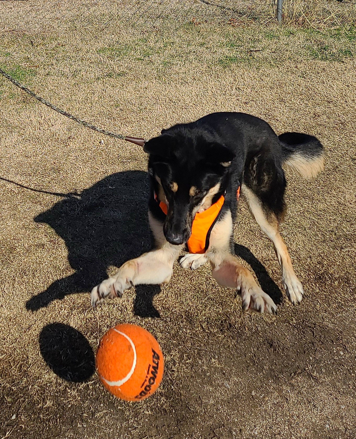 Dutch joined the competition — help win amazing prizes! ball, basketball, canidae, carnivore, companion_dog, dog, dog_breed, dog_toy, football, grass, hunting_dog, paw, soil, sporting_group, sports_equipment, sports_toy, tail, working_dog