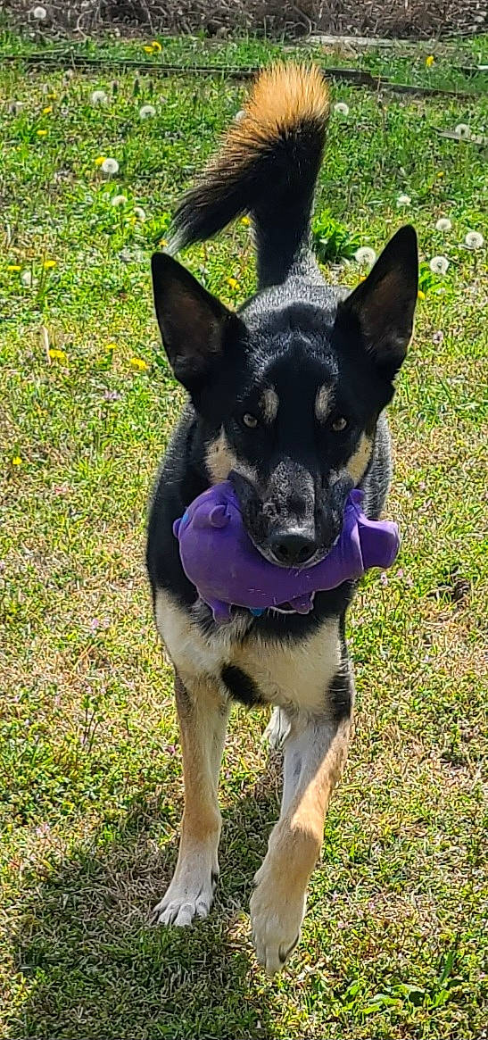 Dutch is registered to the contest to win money with this photo: canidae, carnivore, collar, companion_dog, dog, dog_breed, dog_collar, dog_supply, electric_blue, fashion_accessory, fawn, grass, non_sporting_group, plant, snout, sporting_group, tail, toy_dog, working_animal, working_dog