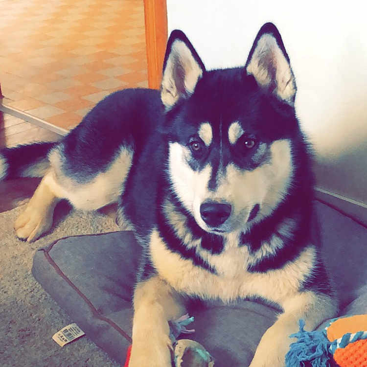 Stitch participe au concours pour gagner de l'argent avec cette photo : animal, architecture, baby, ball, building, canine, dog, door, eskimodog, furniture, head, husky, indoors, interiordesign, livingroom, person, pet, puppy, room, sport