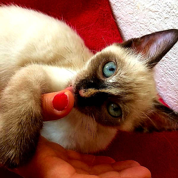 Hlina a rejoint le concours — aidez-le/la à gagner de superbes lots ! balinese, birman, carnivore, cat, colorpoint_shorthair, eye, felidae, himalayan, javanese, mammal, nose, ojos_azules, ragdoll, siamese, small_to_medium_sized_cats, snout, snowshoe, thai, tonkinese, whiskers