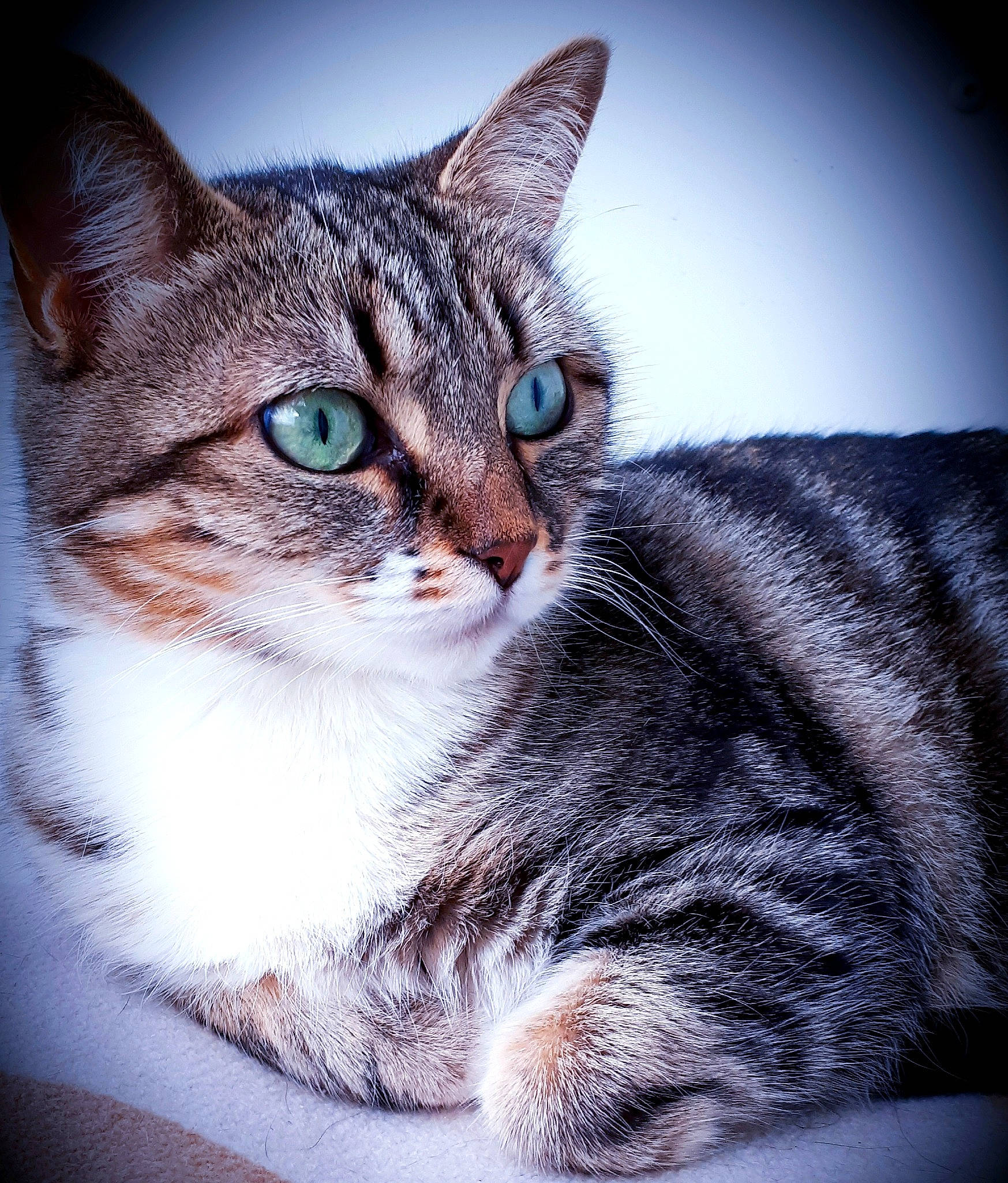 Valkiry a rejoint le concours — aidez-le/la à gagner de superbes lots ! aegean_cat, american_shorthair, american_wirehair, asian, california_spangled, carnivore, cat, domestic_short_haired_cat, dragon_li, egyptian_mau, european_shorthair, eye, felidae, mammal, nose, sky, small_to_medium_sized_cats, snout, tabby_cat, whiskers