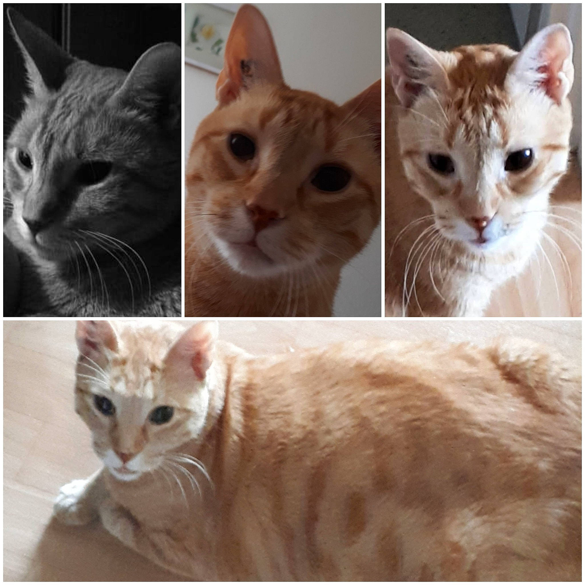 Uzun a rejoint le concours — aidez-le/la à gagner de superbes lots ! aegean_cat, american_bobtail, american_wirehair, arabian_mau, asian, australian_mist, carnivore, cat, domestic_short_haired_cat, european_shorthair, fawn, felidae, german_rex, kitten, mammal, oriental_longhair, small_to_medium_sized_cats, snout, tabby_cat, whiskers