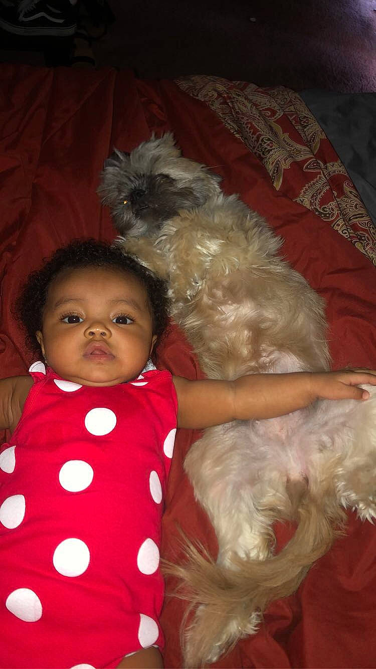 Ayanna joined the competition — help win amazing prizes! canidae, carnivore, child, companion_dog, dog, dog_breed, maltepoo, maltese, person, schnoodle, shih_tzu