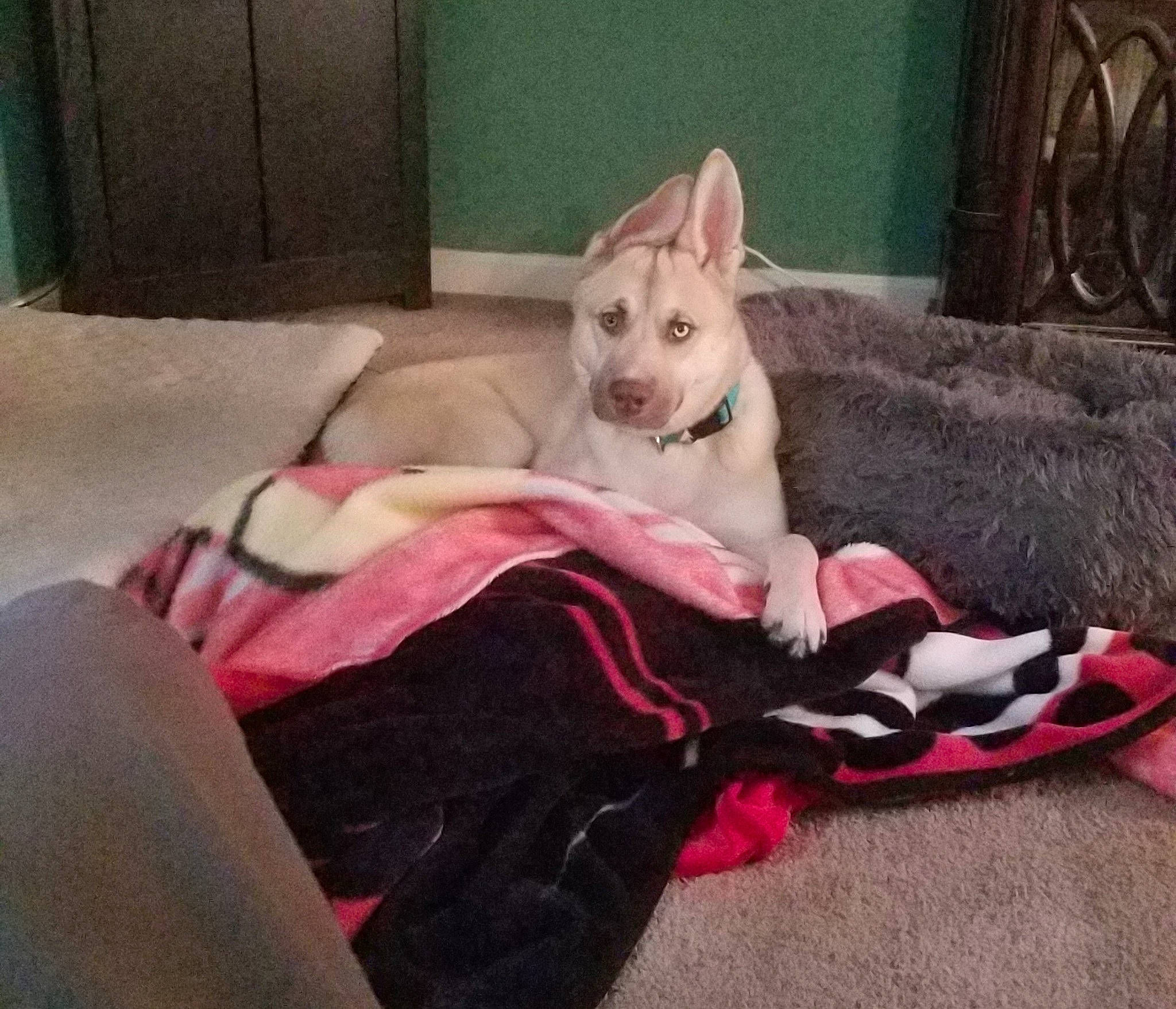 Scrappy joined the competition — help win amazing prizes! bed, bedding, canidae, carnivore, comfort, companion_dog, couch, dog, dog_breed, dog_supply, fawn, felidae, flooring, fur, linens, magenta, paw, pink, sitting, sporting_group