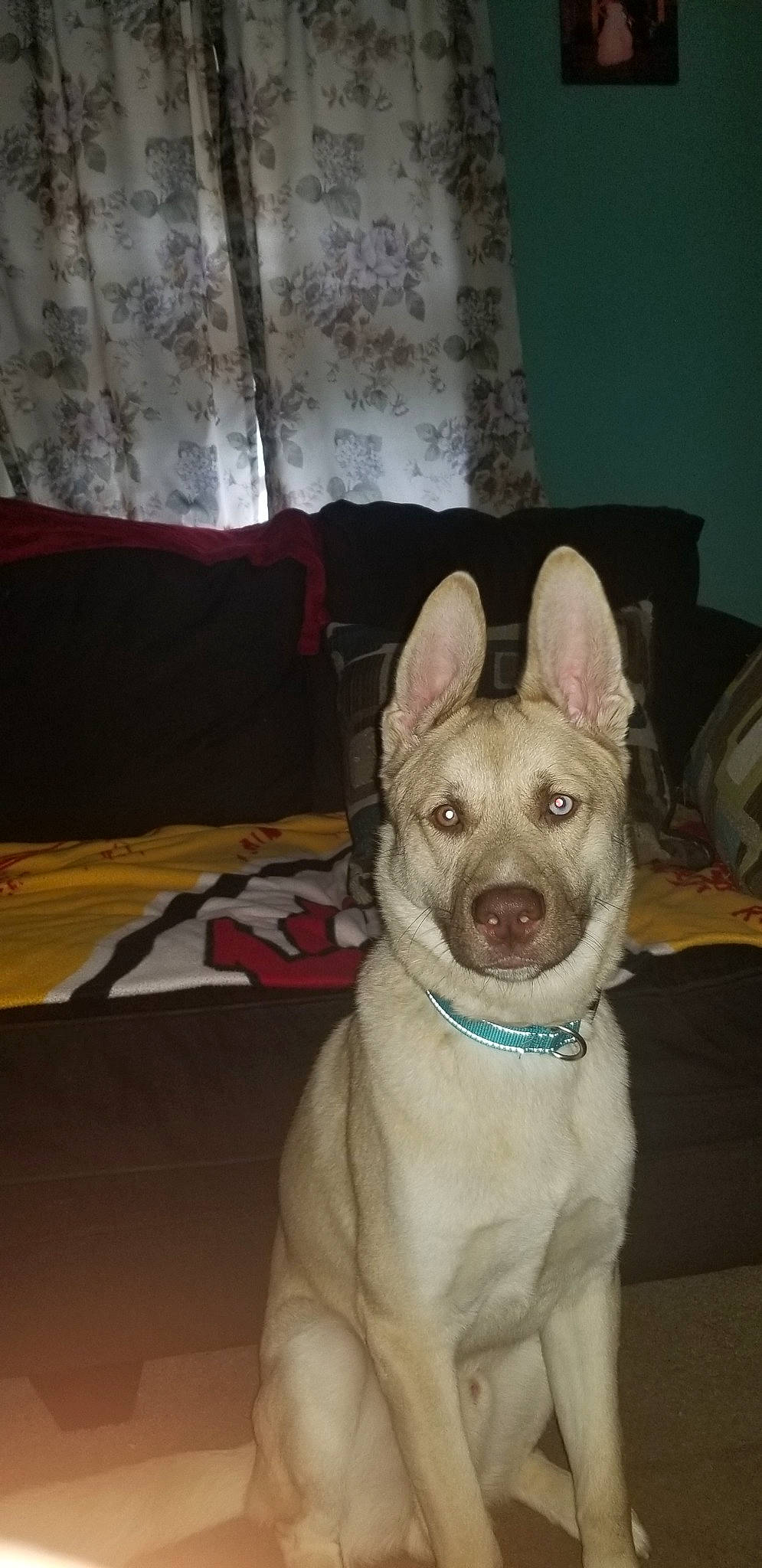 Scrappy joined the competition — help win amazing prizes! canidae, carnivore, collar, companion_dog, dog, dog_breed, dog_collar, dog_supply, fawn, felidae, fur, guard_dog, non_sporting_group, party_hat, snout, sporting_group, tail, terrestrial_animal, whiskers, working_animal