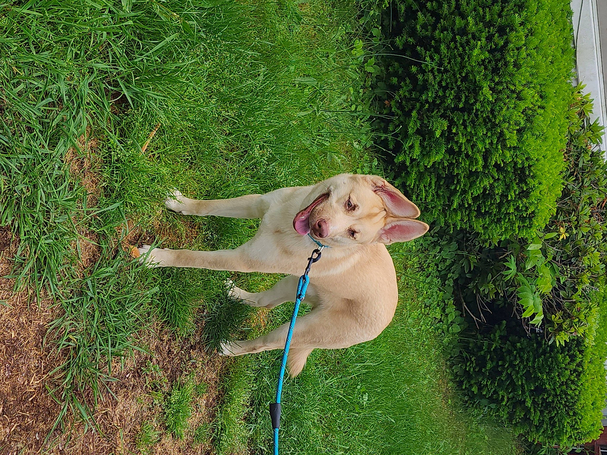 Scrappy is registered to the contest to win money with this photo: canidae, carnivore, companion_dog, dog, dog_breed, fawn, grass, grassland, hat, lawn, leash, leisure, people_in_nature, plant, recreation, shrub, sporting_group, tail, tree, working_animal