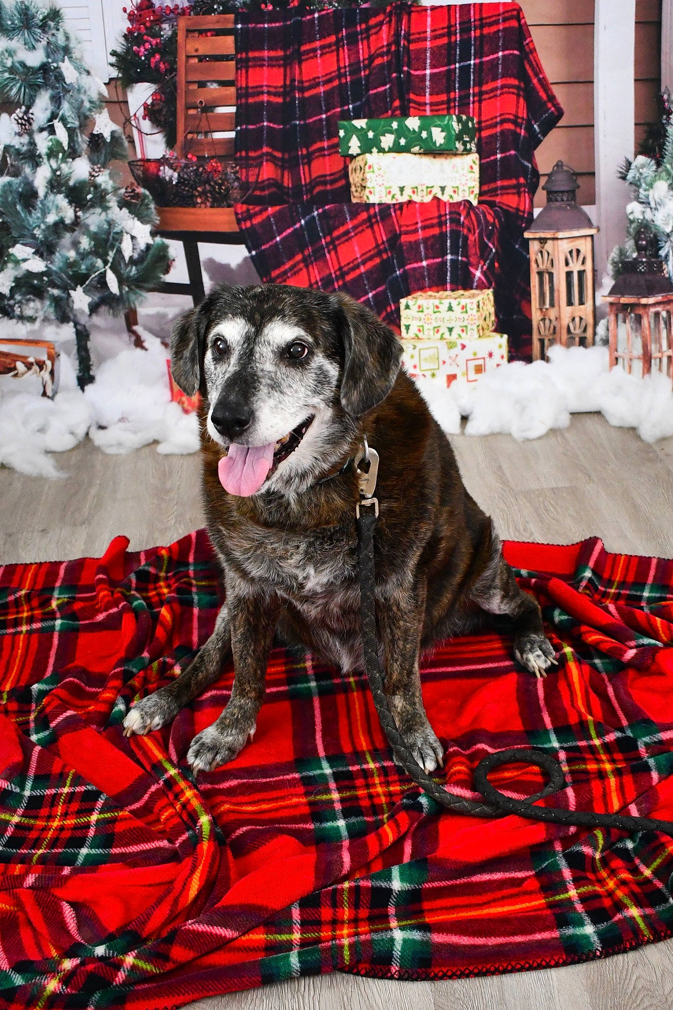 Mocha is registered to the contest to win money with this photo: carnivore, christmas, christmas_decoration, christmas_eve, christmas_tree, companion_dog, design, dog, dog_breed, dog_supply, event, fur, holiday, linens, pattern, plaid, red, sporting_group, tartan, textile