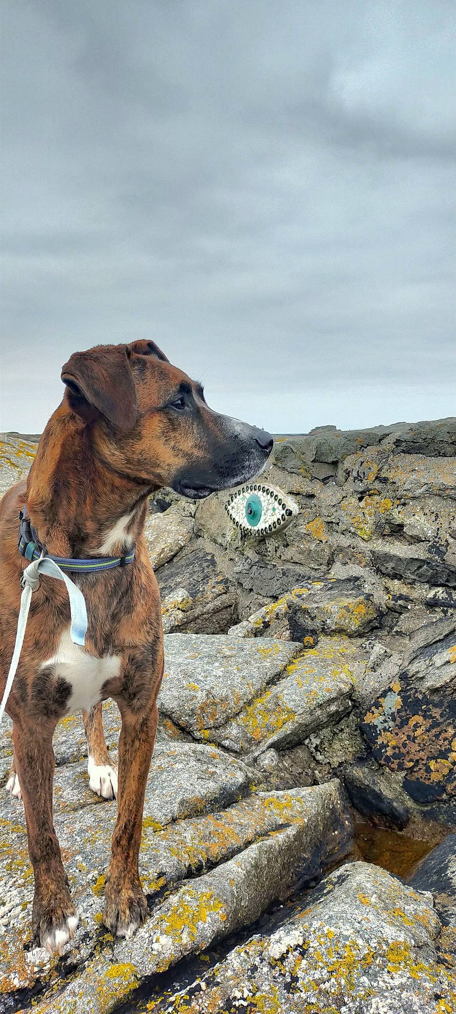 Niels participe au concours pour gagner de l'argent avec cette photo : bedrock, canidae, carnivore, cloud, collar, companion_dog, dog, dog_breed, dog_collar, dog_supply, fawn, landscape, leash, liver, pet_supply, rampur_greyhound, sky, sporting_group, terrestrial_animal, working_animal