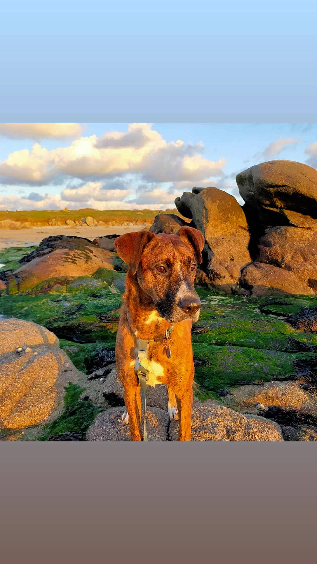 Niels a rejoint le concours — aidez-le/la à gagner de superbes lots ! adventure, bedrock, canidae, carnivore, cloud, dog, dog_breed, dog_collar, fawn, hill, landscape, liver, plant, rock, sky, snout, sporting_group, walking, wildlife, working_animal