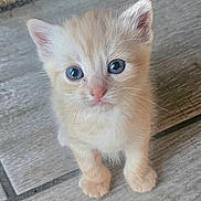 Abricot a rejoint le concours — aidez-le/la à gagner de superbes lots ! kitten, cat, pet, animal, cute, fluffy, blue_eyes, fur, small, adorable, looking_up, indoor, floor, tile, young, mammal, whiskers, ears, paw, domestic_cat