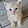 Abricot