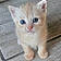 Abricot