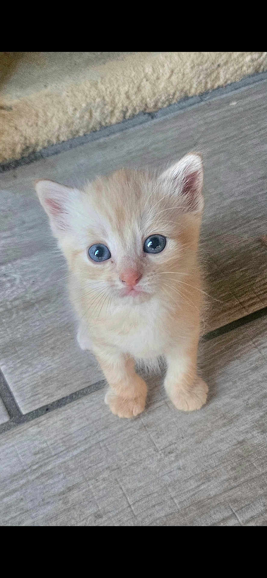Abricot