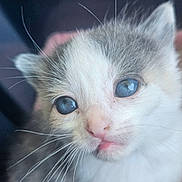 Appy participe au concours pour gagner de l'argent avec cette photo : kitten, cat, close_up, blue_eyes, whiskers, cute, pet, animal, fur, young, face, pink_nose, curious, small, domestic_cat, portrait, soft_light, indoors, feline, adorable