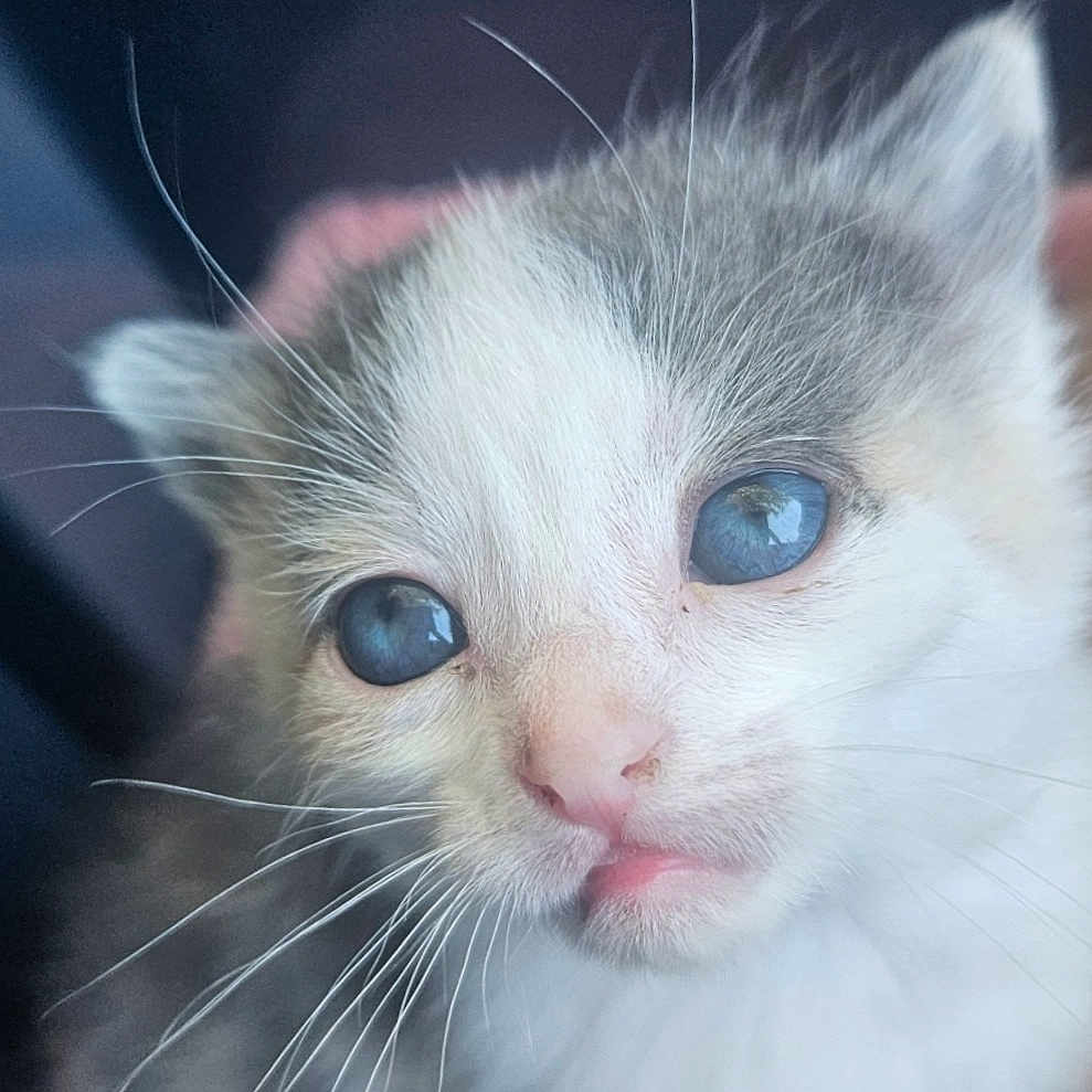 Appy participe au concours pour gagner de l'argent avec cette photo : adorable, animal, blue_eyes, cat, close_up, curious, cute, domestic_cat, face, feline, fur, indoors, kitten, pet, pink_nose, portrait, small, soft_light, whiskers, young