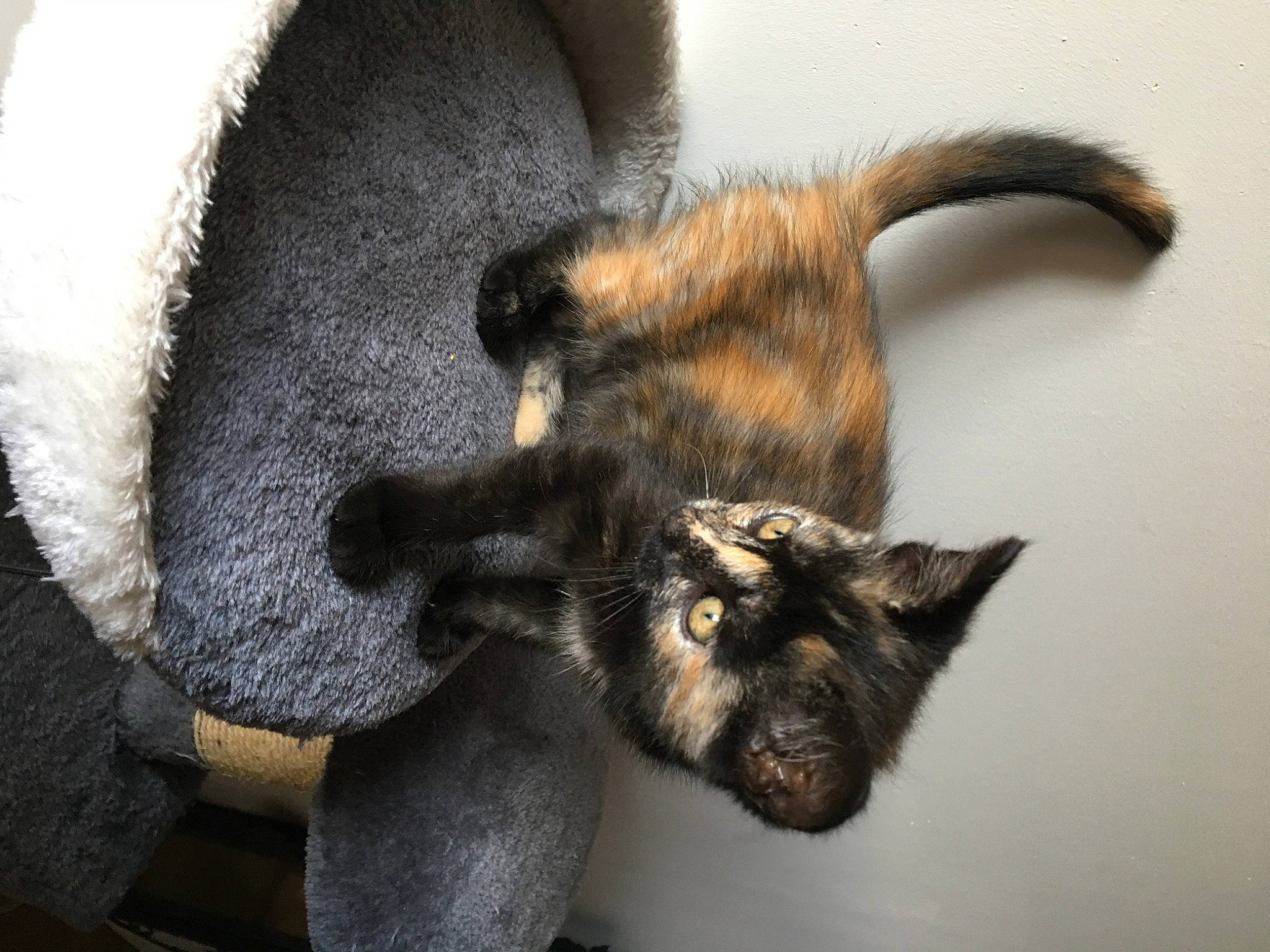 Kalina a rejoint le concours — aidez-le/la à gagner de superbes lots ! carnivore, cat, claw, ear, felidae, fur, small_to_medium_sized_cats, snout, tail