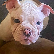 Dixie Rose joined the competition — help win amazing prizes! puppy, dog, close_up, wrinkled_face, ears, cute, pet, animal, portrait, white, tan, nose, eyes, indoor, young, looking, face, texture, floor, adorable