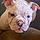 Dixie Rose