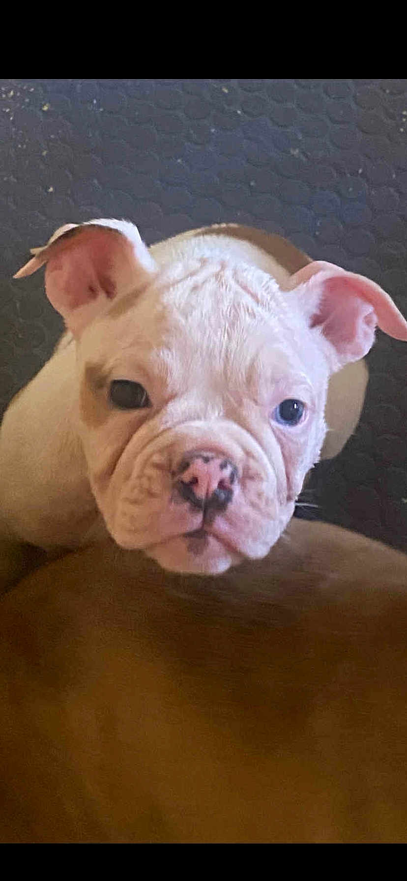 Dixie Rose joined the competition — help win amazing prizes! puppy, dog, close_up, wrinkled_face, ears, cute, pet, animal, portrait, white, tan, nose, eyes, indoor, young, looking, face, texture, floor, adorable