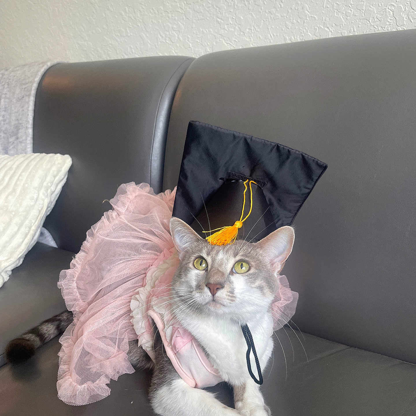 Kimberly is registered to the contest to win money with this photo: animal, cat, costume, curious, cute, domestic, ears, feline, fur, graduation_cap, gray, gray_couch, indoor, paws, pet, pink, sitting, tutu, whiskers, white