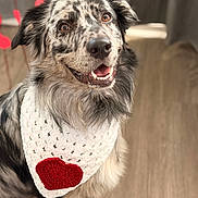Eifer joined the competition — help win amazing prizes! dog, merle_coat, bandana, red_heart, knitted, indoor, wooden_floor, happy, smiling, pet, animal, closeup, fur, ears, eyes, mouth, sitting, portrait, cute, cozy