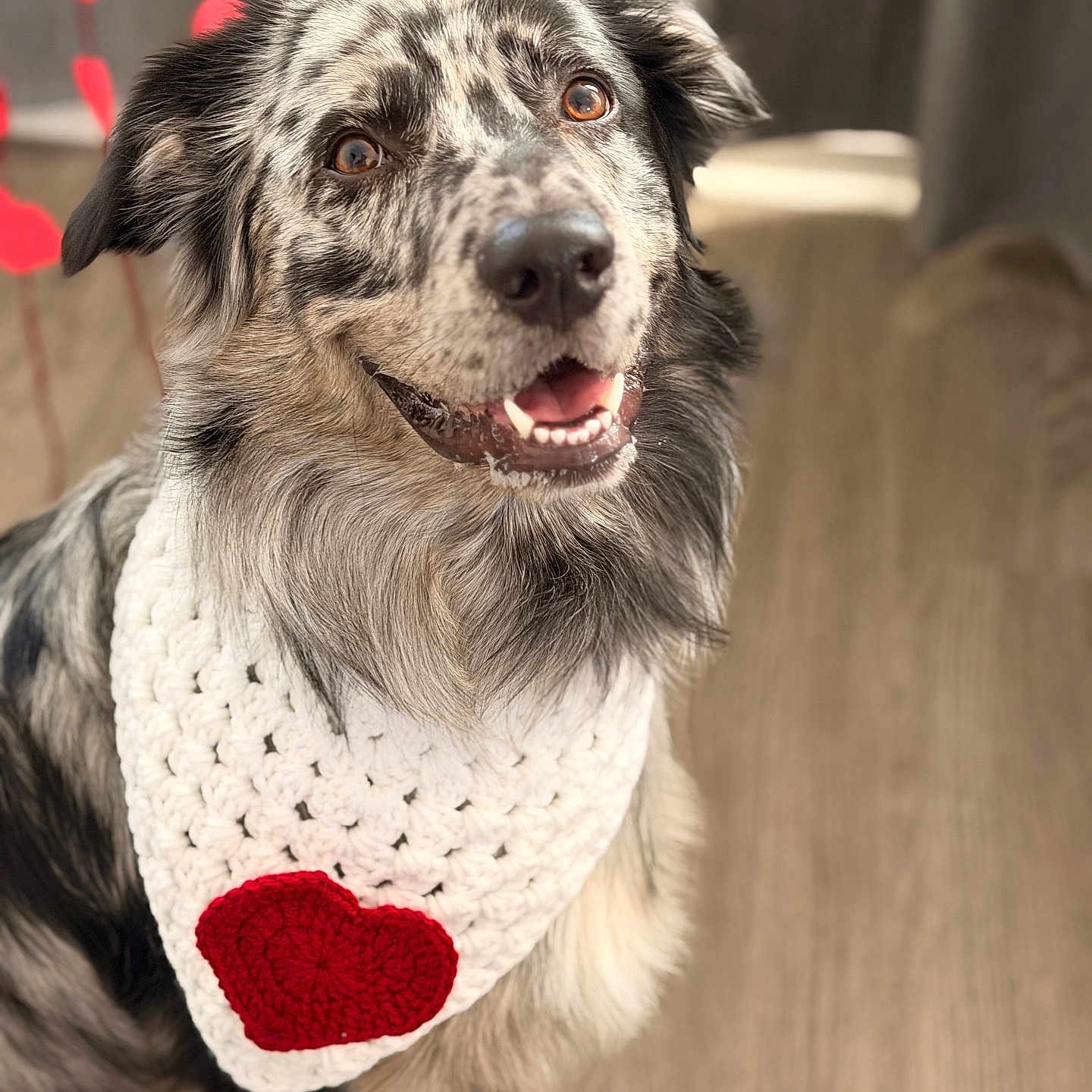 Eifer joined the competition — help win amazing prizes! dog, merle_coat, bandana, red_heart, knitted, indoor, wooden_floor, happy, smiling, pet, animal, closeup, fur, ears, eyes, mouth, sitting, portrait, cute, cozy