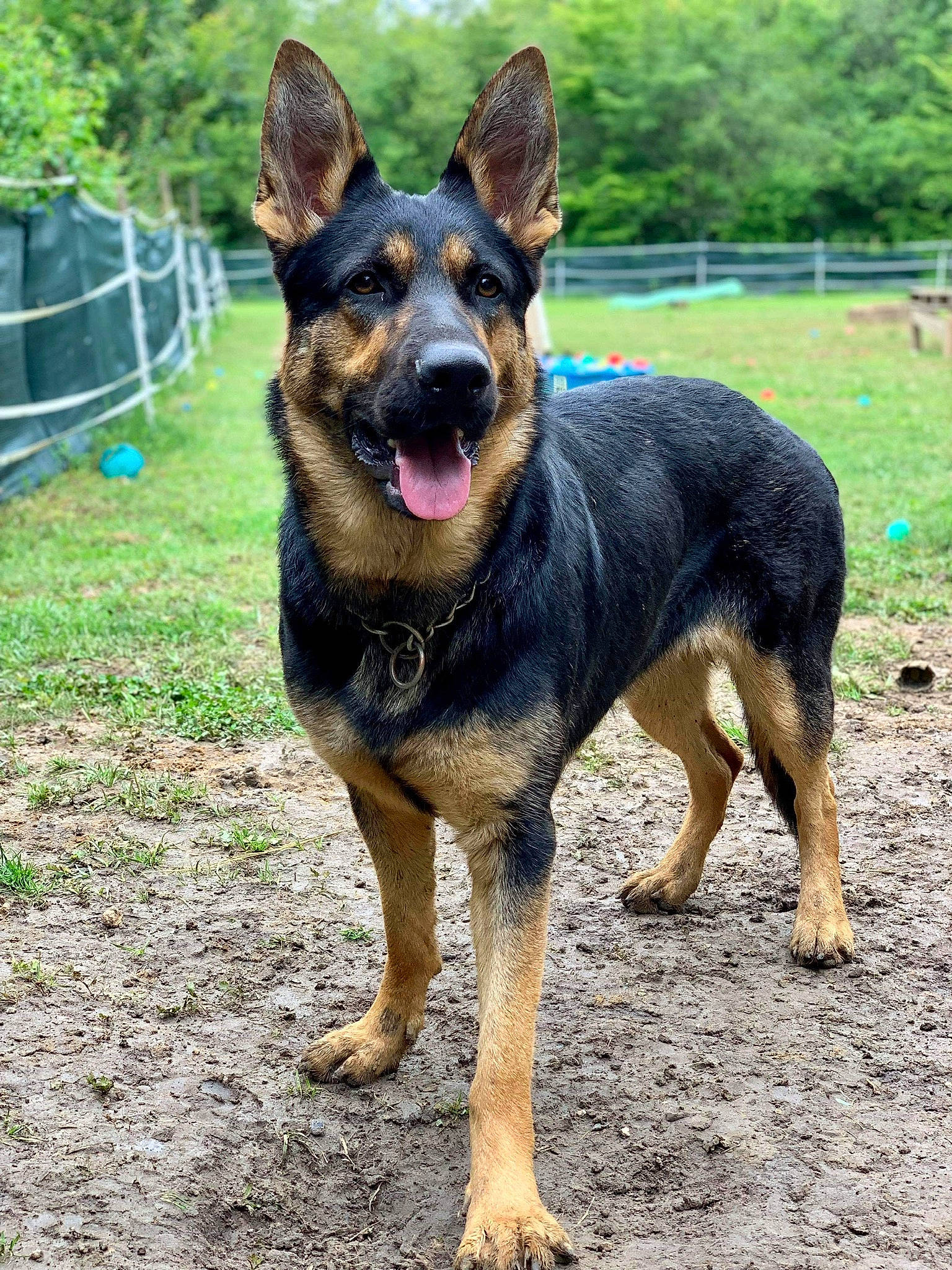 Ollia participe au concours pour gagner de l'argent avec cette photo : canidae, carnivore, collar, dog, dog_breed, east_european_shepherd, fence, german_shepherd_dog, guard_dog, herding_dog, king_shepherd, old_german_shepherd_dog, plant, sharing, snout, sporting_group, terrestrial_animal, tree, working_animal, working_dog