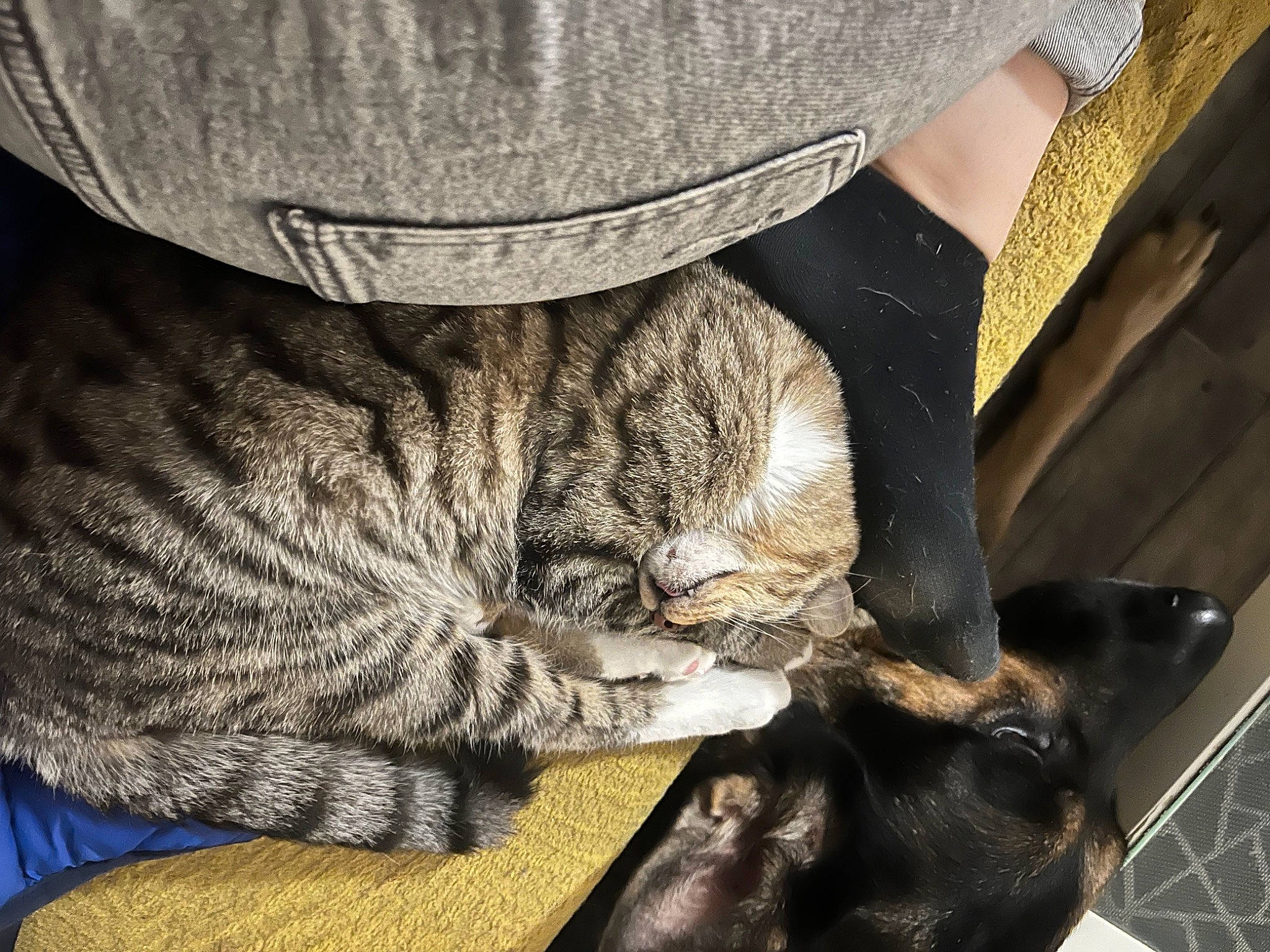 Ace participe au concours pour gagner de l'argent avec cette photo : carnivore, cat, claw, comfort, domestic_short_haired_cat, dress_shirt, felidae, fur, grey, human_leg, military_camouflage, nap, pattern, paw, sitting, sleeve, small_to_medium_sized_cats, snout, tail, whiskers