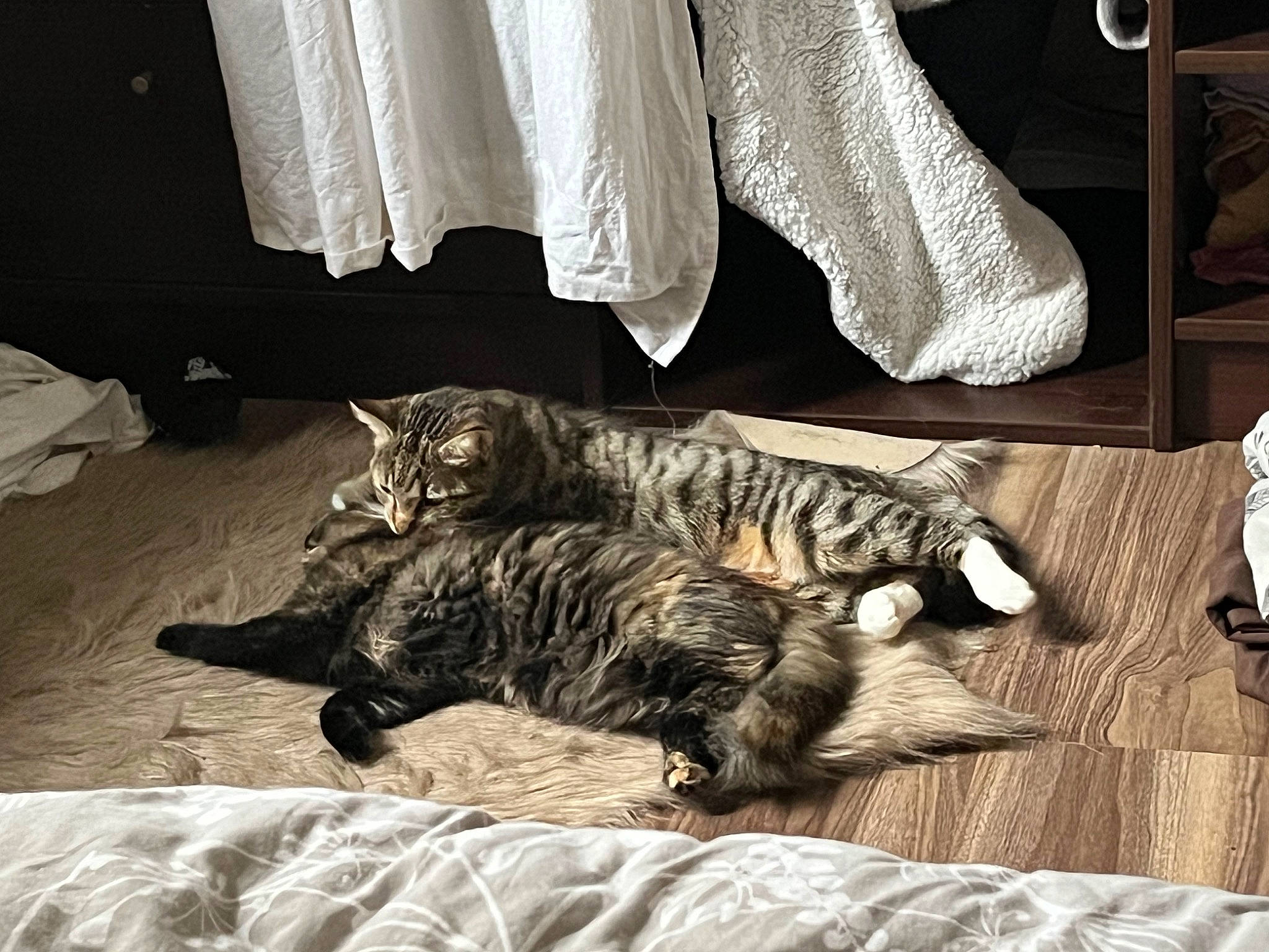 Ace a rejoint le concours — aidez-le/la à gagner de superbes lots ! black, carnivore, cat, comfort, domestic_short_haired_cat, felidae, floor, flooring, fur, grey, hardwood, monochrome, monochrome_photography, room, small_to_medium_sized_cats, style, tail, terrestrial_animal, whiskers, wood