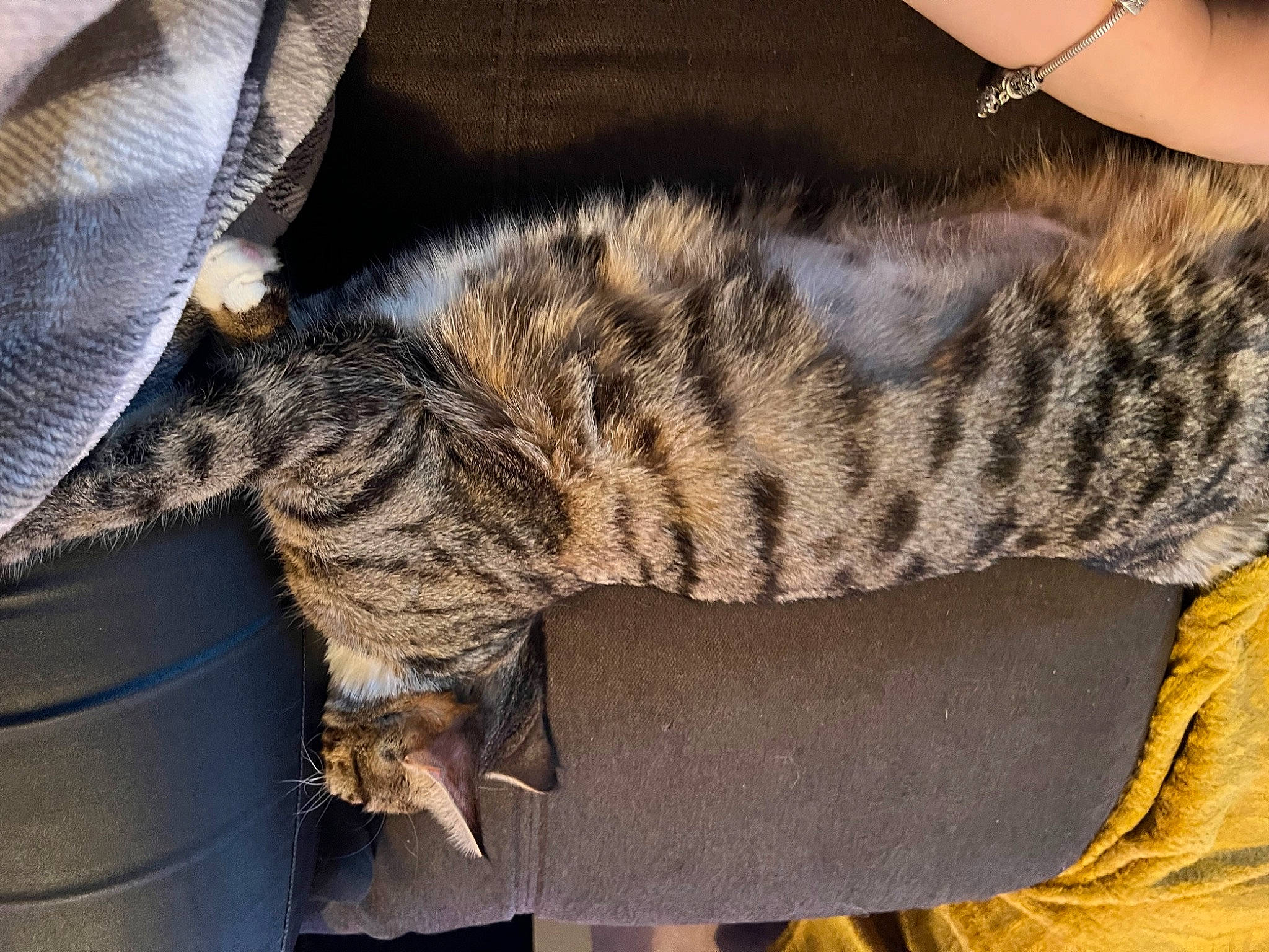 Ace participe au concours pour gagner de l'argent avec cette photo : big_cats, camouflage, carnivore, cat, claw, comfort, domestic_short_haired_cat, felidae, fur, grey, human_leg, military_camouflage, pattern, paw, small_to_medium_sized_cats, snout, tail, terrestrial_animal, textile, whiskers