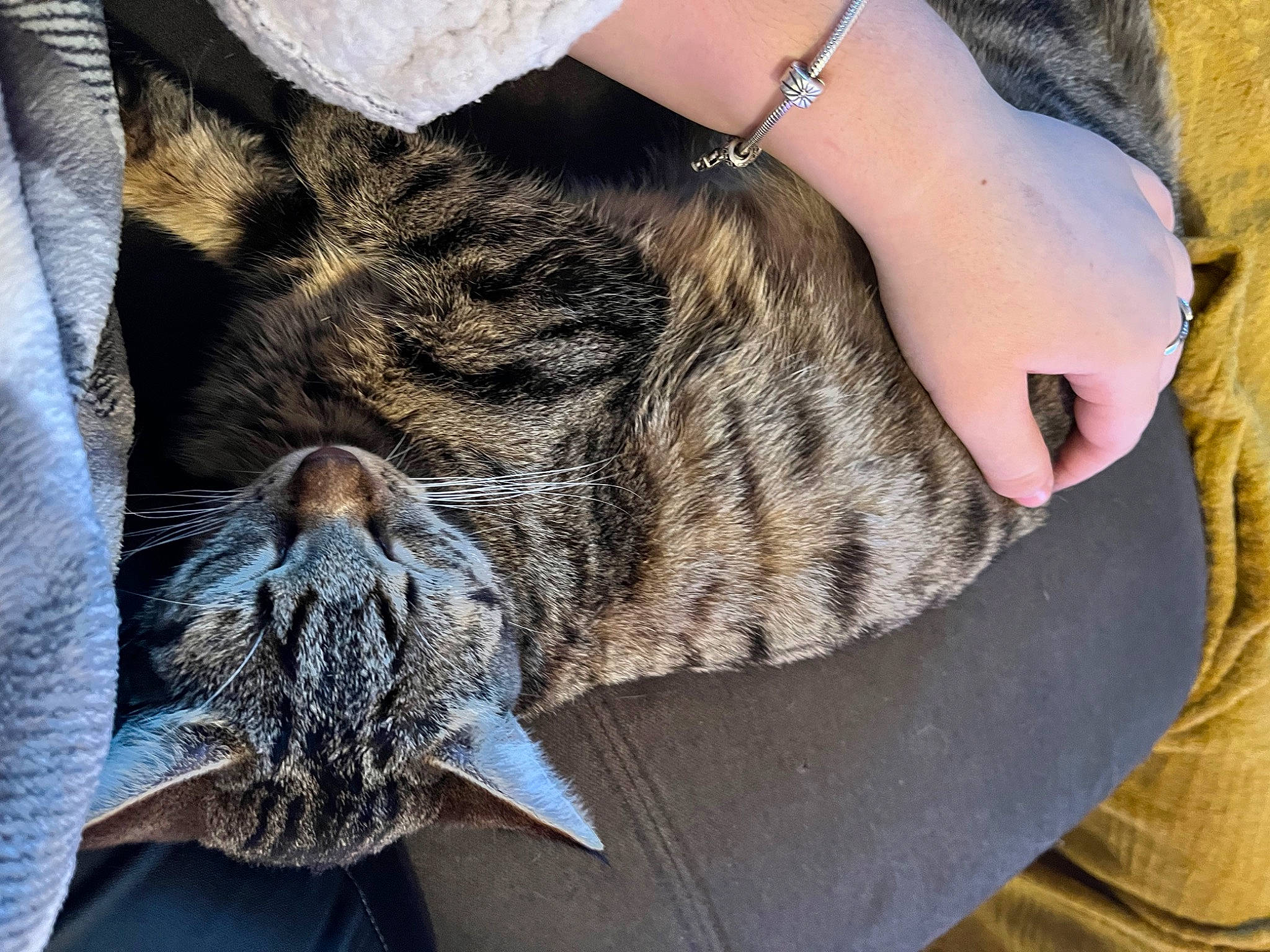 Ace participe au concours pour gagner de l'argent avec cette photo : carnivore, cat, claw, comfort, domestic_short_haired_cat, fashion_accessory, felidae, foot, fur, gesture, grey, human_leg, nail, pattern, small_to_medium_sized_cats, snout, tail, terrestrial_animal, whiskers, wrist