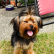 Daisy joined the competition — help win amazing prizes! dog, grass, outdoor, pet, happy, tongue_out, fur, small_dog, backyard, chair, red_chair, garden, decorations, sunny, tongue, canine, smiling, animal, nature, playful