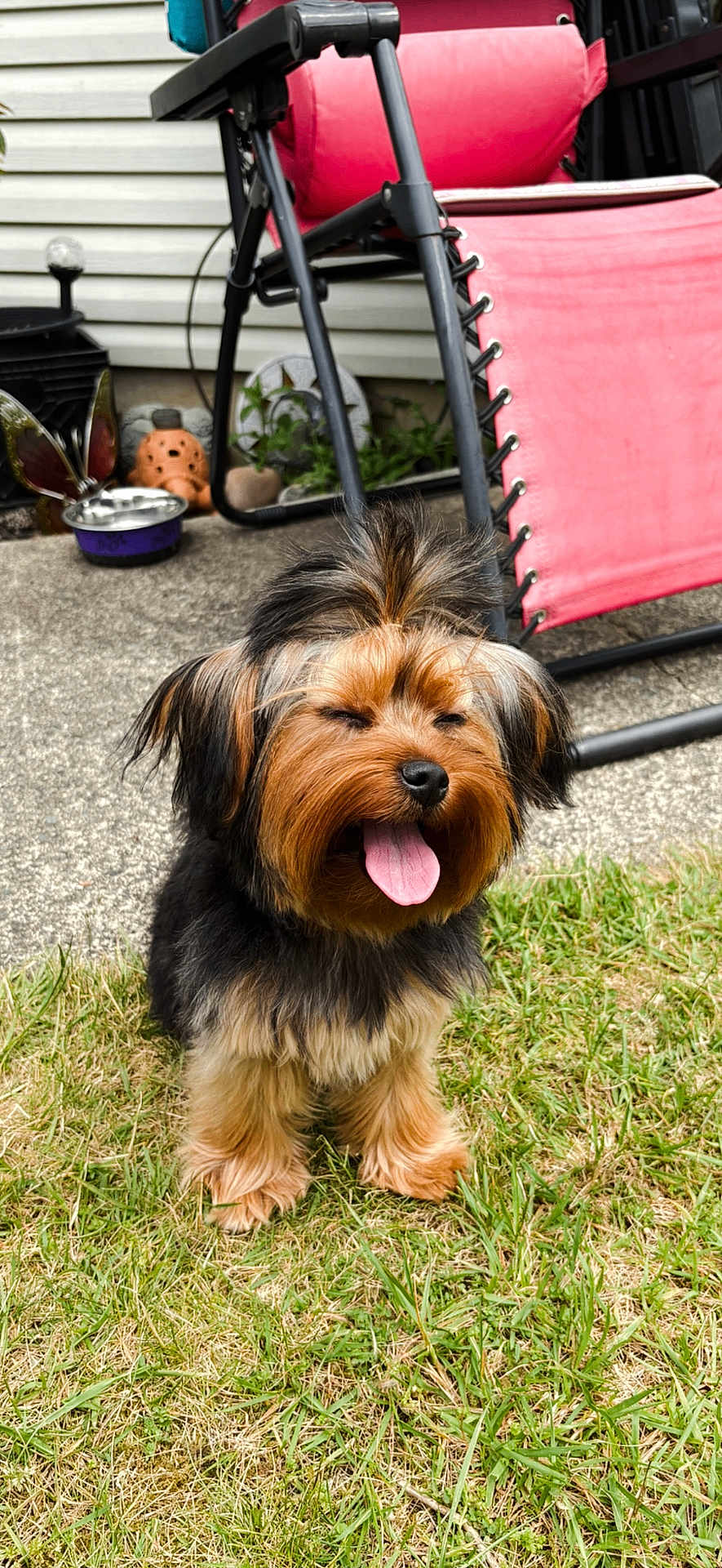 Daisy joined the competition — help win amazing prizes! dog, grass, outdoor, pet, happy, tongue_out, fur, small_dog, backyard, chair, red_chair, garden, decorations, sunny, tongue, canine, smiling, animal, nature, playful